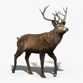 Red Deer Stag(FUR)(RIGGED)